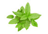 Menta (Mentha piperita)