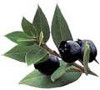 Mirto (Myrtus communis)