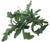 Rucola (Eruca sativa)