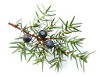 Ginepro (Juniperus communis)