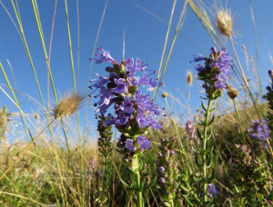 Issopo (Hyssopus officinalis) - http://luirig.altervista.org - Picture by Marinella Miglio