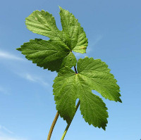 Luppolo (Humulus lupulus L./am. Cannabaceae) - http://luirig.altervista.org - Picture by Andrea Moro