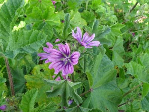 Malva sylvestris L. (Malva selvatica)  - http://luirig.altervista.org - Foto di Pancrazio Campagna