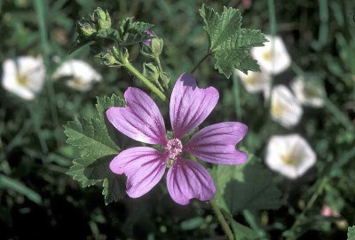 MALVA (Malva sylvestris L.fam. Malvaceae) - http://luirig.altervista.org - Picture by Pancrazio Campagna