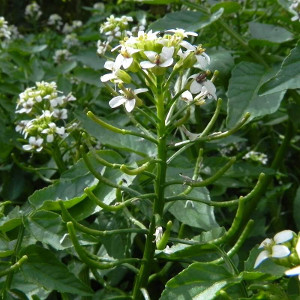 Crescione d'acqua (Nasturtium officinale) - foto:http://luirig.altervista.org - Picture by Beppe Di Gregorio