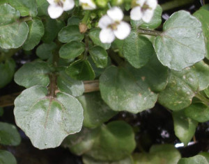 Crescione d'acqua (Nasturtium officinale) -  - foto:http://luirig.altervista.org - Picture by Sandro Maggia