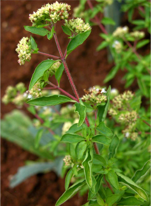 Maggiorana  (Origanum majorana) - http://luirig.altervista.org - Picture by Andrea Moro