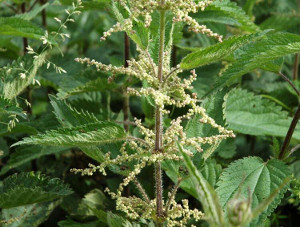 Ortica (Urtica Dioica) http://luirig.altervista.org - Picture by Aldo De Bastiani