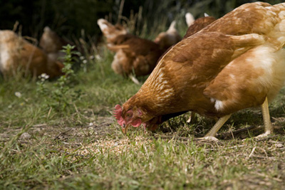 La fattoria didattica - Galline che beccano