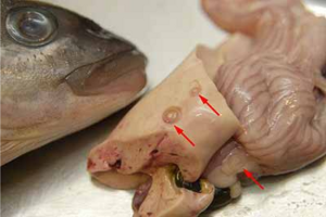 Anisakis, consumo di Pesce Crudo e HACCP