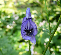 Aconitum napellus (Aconito) -  Picture by Andrea Moro -  luirig.altervista.org 