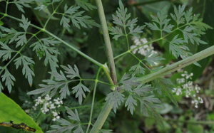 Aethusa cynapium   Cicuta minore (o cicuta aglina)  - foto - http://luirig.altervista.org