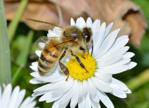 Apis mellifica (Ape mellifera) 