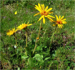 Arnica montana - Picture by Andrea Moro -  http://luirig.altervista.org