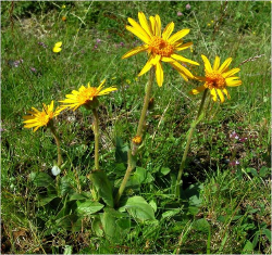 Arnica montana - Arnica montana (o tabacco di montagna) - Foto Andrea Moro - http://luirig.altervista.org