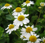 Chamomilla (Camomilla matricaria) -  http://luirig.altervista.org/ - Foto di L.R.