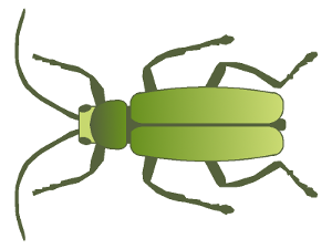 Cantharis  (Cantaride)