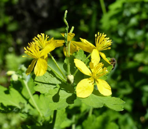 Chelidonium majus  (Celidonia) - http://luirig.altervista.org - Picture by Andrea Moro