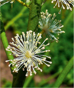 Cimicifuga  (Actaea racemosa) -  Picture by H. Zell -  https://it.wikipedia.org