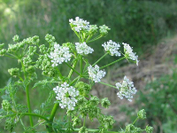 Conium maculatum (Cicuta maggiore) - Picture by Franco Rossi - luirig.altervista.org