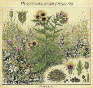 Hyoscyamus  - Giusquiamo
