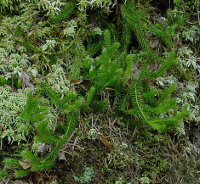 lycopodium clavatum - Photo by Leo Michels -  http://luirig.altervista.org