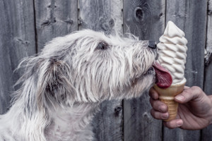 Possedere un pet fa bene alla salute delle persone