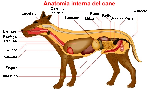 Anatomia interna del cane
