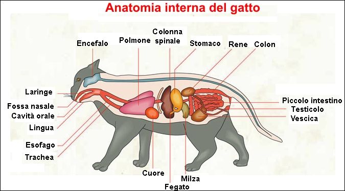 Anatomia interna del gatto