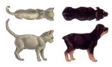 Cane - Gatto - Molto magro