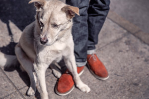 Al lavoro in ufficio con il proprio animale